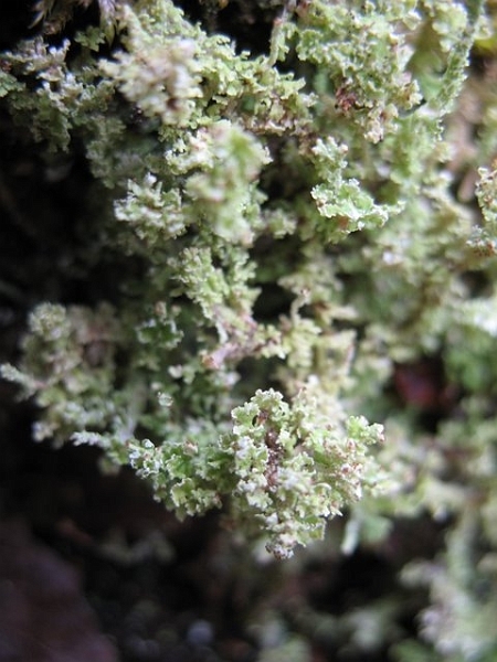 Lichens 2